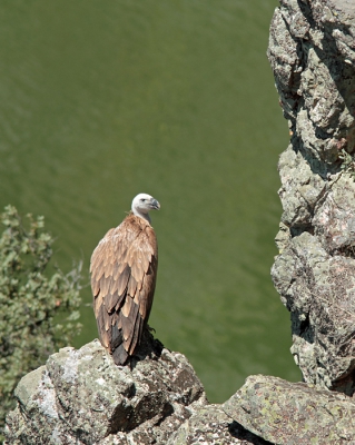 Even een drieluikje vale gieren. Deze zittende gier zag ik vanaf het uitkijkpunt in Monfrague dat uitkijkt over de Pena Falcon. Iedereen staat er met telescopen en verrekijkers naar de rots aan de overkant van het stuwmeer te turen maar toen ik even naar beneden de afgrond in keek zag ik deze gier me op korte afstand aanstaren :). Op de achtergrond de Rio Tajo in de diepte.