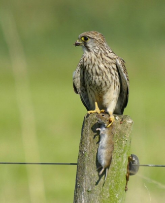 Mijn eerste upload op birdpix.
Deze torenvalk had een muis te pakken en toonde hem trots aan de camera.
Zonnig weer en onbewolkt