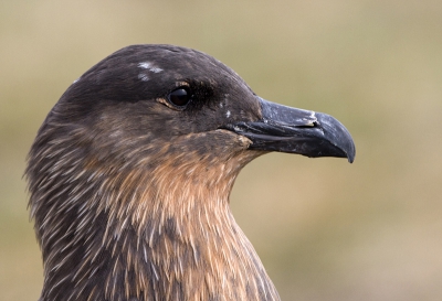 This Great Skua was walking together with penguins  on Martillo Island in the Beagle channel.