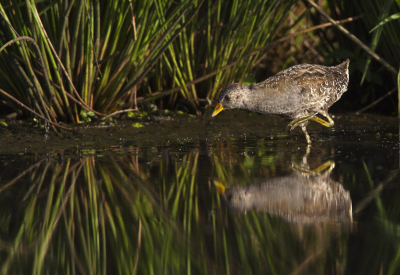 Vanochtend vroeg naar de porseleinhoen gereden om ze in het ochtendlicht te kunnen fotograferen. Rustig met een kop koffie en camouflage langs de kant gaan zitten en na een uurtje kwam er een uit het groen om te foerageren. Ondanks dat ze zo beweeglijk en schuw was, kon ik gelukkig nog een paar foto's maken.