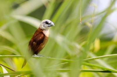 Een groepje Witkopnonnen landde geregeld in een nabijgelegen rietveld. Dit mannetje kon ik tussen het riet door op de foto krijgen.