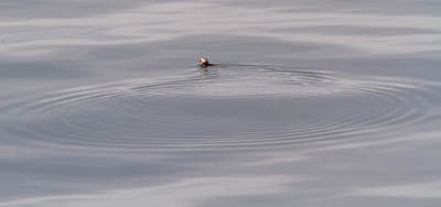 Deze foto gemaakt op de boot van Lewis naar Schotland.
Vaak staan de puffins er beeld vullend op.Ik vind deze ook mooi.