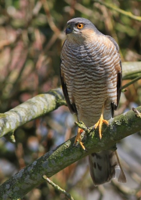 Ik was in mijn tuin waar onverwacht een Sperwer in de boom kwam zitten Ik heb er verschillende foto's van kunnen maken voordat hij wegvloog