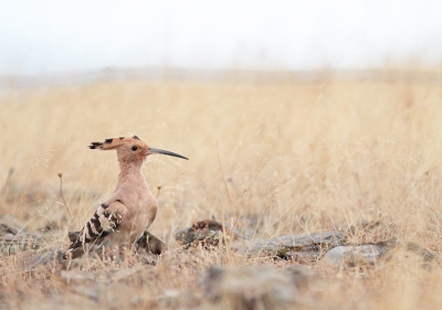 Deze foto zou je 'zomer in Extremadura' kunnen noemen. De verzengende hitte is bijna tastbaar. Gelukkig wou deze hop nog even voor de camera verschijnen :).