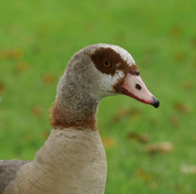 Foto is gemaakt met de Konica Minolta Dynax 7D + Tamron 180mm