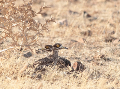 Dit is een plaatje waar ik erg blij mee ben. Ook weer n die bijna alleen maar in Extremadura genomen kan zijn, en dan la Serena in het bijzonder. De Griel op de plek waar hij zich thuis voelt; de steppe.