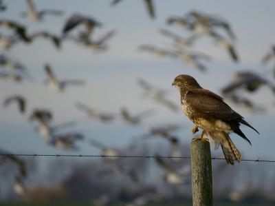 Deze buizerd zat mooi op een paal terwijl er ineens een aantal brandganzen voorbij kwamen.
Vanuit de auto op rijstzak.