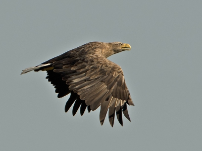 Een prachtig schouwspel vanochtend kunnen waarnemen tussen een zeearend en visarend.
de vis die de visarend net uit t water pakte werd hem in de lucht afhandig gemaakt door de zeearend.
helaas gebeurde dat te ver weg, hier wel een foto waar de zeearend de achtervolging inzet.