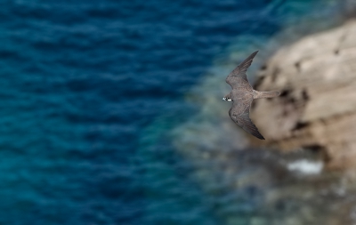 I spend a week on the little island, trying to get images of Eleonora Falcons. I liked to get images of the falcons with the sea as backdrop.