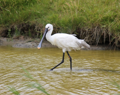 Na een rondritje langs de oostkust op texel en met name de natuurgebieden als Utopia en de Schorren liep deze Lepalaar in de sloot te zoeken naar voedsel. Jammer is dat de vogel een wond heeft onder zijn keel.