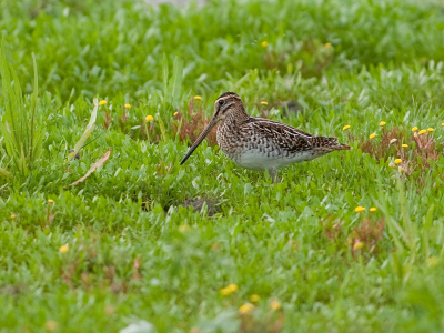 Het is weer de tijd voor de Goudknopjes. en deze kunnen een prachtig
decor opleveren wanneer daar een kleine steltloper tussendoor scharrelt.

Dat geluk had ik vandaag, enkele Watersnippen die zich durfden laten zien, 
en af en toe iets dichterbij durfden te komen.

Een Watersnip in het groen, bij onbewolkt en zeer zonnig weer.