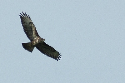 Vandaag weer een aantal roofvogels boven de weilanden gezien. Met de 300mm lens heb ik er een aantal kunnen fotograferen. 
Deze foto heb ik wel even moeten croppen en verscherpen.