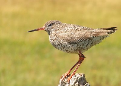 Deze Tureluur zat op een paaltje bij het groene strand.
Er kwam een groepje mensen aanlopen, die zagen dat ik probeerde deze vogel te fotograferen. Zij wachten tot ik klaar was en liepen toen pas verder. Hierbij bedank ik ze, want anders was de vogel gevlogen.