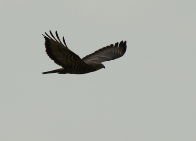 Bij een lokale plas dacht ik eerst met een buizerd te maken te hebben, maar bleek al gauw een wespendief te zijn. Had ik nog nooit gezien. Was wel erg bewolkt.