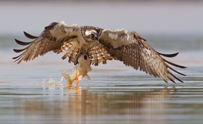 It was midday. In one corner of the big fish pond i have noticed Osprey fishing. So i tried my luck. I was siting in the reeds more then 3 hours with no results. And decided to go back to the car, but then 3 Ospreys flew near by, and i caught one of them.