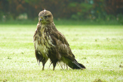 jonge buizerd gefotografeerd achter de Engelse school, de jonge vogel is nog nat van de mist van die ochtend