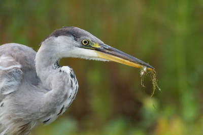 als je weet dat een reiger gemiddeld zo een 330 gram voedsel bij elkaar zoekt, waarvan 1/3 vis. dan had deze wel nog wat werk met deze kleine borrelhapjes...