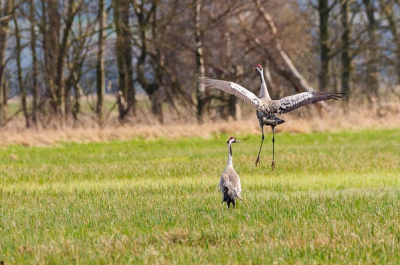 Baltsende kraanvogels. Gefotografeerd vanuit een rijdende "schuilhut" Biebrza moerassen zijn een zeer mooi en vogelrijk gebied.