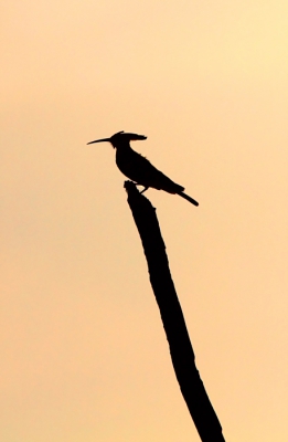 De hop is n van de weinige vogels die in de verzengende hitte van de zomer nog wel eens voor de lens wil verschijnen. La Serena in augustus is een bijzondere plek, qua vogels kan ik me voorstellen dat andere seizoenen vele malen beter zijn maar de sfeer was zeer bijzonder. Ik ben blij er in dit jaargetijde geweest te zijn!