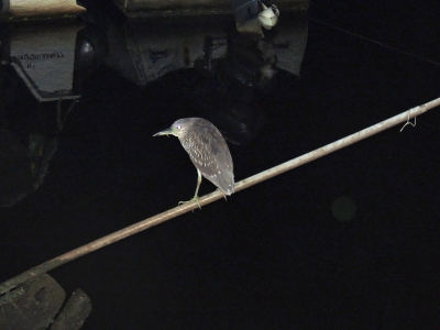 Ik denk dat dit een striated heron is, kan iemand dit misschien bevestigen (of juist niet?)