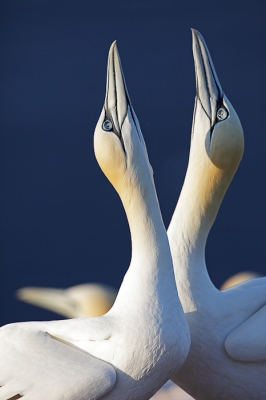 Dit is een foto uit de serie die ik op Helgoland heb kunnen maken in mei dit jaar onder prachtige omstandigheden qua zon en wind. Dit is een opname in het vroege uurtje van de 2e dag, de achtergrond is donker blauw van de zee omdat daar de zon nog niet helemaal over de klif komt.