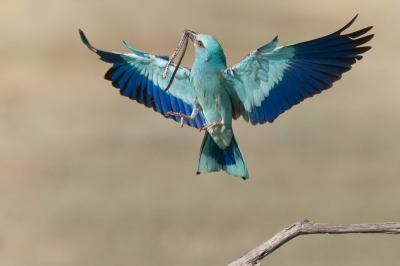 Deze zomer een paar dagen naar Mat Bence geweest.
Geen onbekende in fotograferend Hongarije en daarbuiten.
Mezelf  toegelegd op o.a. vliegbeelden van scharrelaars. Hier deze vogel met een jong ringslangetje. Ik zal de komende tijd nog wat meer foto`s plaatsen van deze dagen dat ik in Hongarije was. Met deze was ik in elk geval goed tevreden.