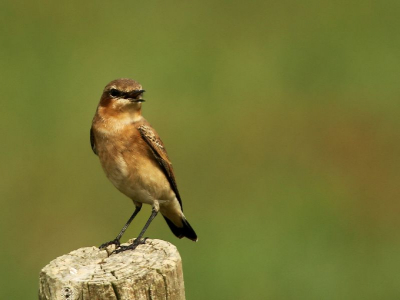 Door de polder rijdend kwam ik dit tapuitje tegen die net lang genoeg op een paaltje bleef zitten om een foto te maken