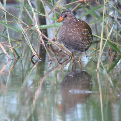 Afgelopen donderdag heb ik een mooi uur kunnen genieten van een aantal porseleinhoenen. Vaak liepen ze midden tussen het riet, maar hier wilde de hoen wel even poseren. Het tijdstip waarop ik deze foto heb gemaakt is 20:52, wat dus betekent dat het al flink aan het schemeren was. Als digiscoper verlies ik al het nodige aan licht, wat hier resulteerde in een sluitertijd van 1/2 seconde! Ongeveer 1 op de 100 foto's was nog redelijk scherp, waarvan dit er dus een is.

Groeten Tom Versluijs