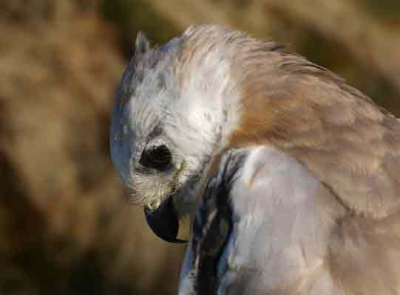 Zat op het enige struikje op een eiland dat een broedplaats is voor pijlstormvogels. Liet zich niet verjagen door wandelaars en overvliegende zeearenden.