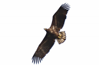Ik spotte een Zeearend jong in een hoge populier. Sluipend geprobeerd dichterbij te komen door gebrek aan tele capaciteit, maar helaas vloog hij weg. Vlak daarna kwam hij echter terug en cirkelde een paar keer boven mij. Een prachtig gezicht en had buiten het nemen van foto's ook nog de tijd om hem uitgebeid te bekijken. Wat een vogel.