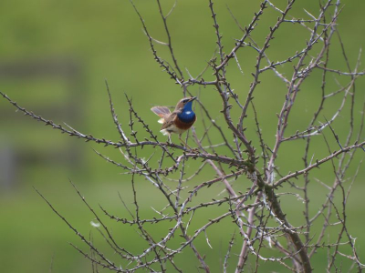 Op de fiets door de polder en dan ineens deze tegen komen. Nog geen idee wat voor vogel het was, want was pas net een paar weken daarvoor begonnen met zowel fotograferen en fotograferen van vogels