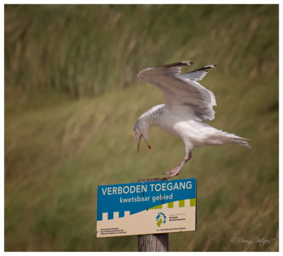 Deze zat in een groepje lekker te rusten achter het prikkeldraad. Er kwamen meerdere wandelaars in de buurt en luidschreeuwend ging deze op het paaltje zitten.