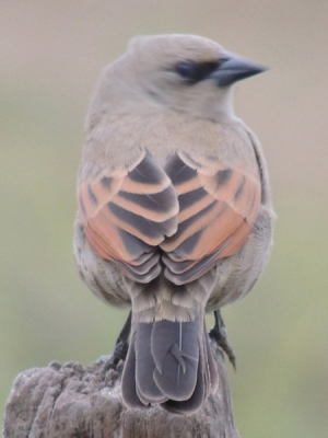 Een vogeltje waarvan ik de naam echt niet weet, een musachtige denk ik, maar welke.