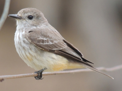 Mooi, klein vogeltje. Ik ben erg benieuwd wat het is, kan iemand mij helpen, aub?
