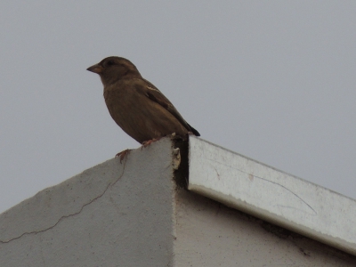 Helaas kom ik er wederom zelf niet uit, kan iemand mij met dit vogeltje helpen?