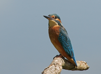 Bij een tweede bezoek aan de Poelruiter (als nieuweling), kwam dit exemplaar al na een 10 tal minuten poseren op de stok. Het geklik van alle aanwezige camera's deerde de ijsvogel niet.