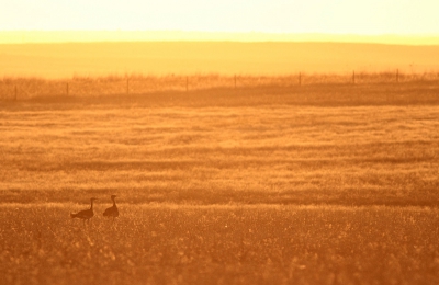 Zonsondergang in la Serena in het heetst van de zomer is een indrukwekkend schouwspel. Als twee Grote Trappen dan ook nog even hun opwachting willen maken in het plaatje is de feestvreugde wel compleet.