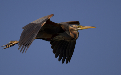 Vanuit de hand genomen tijdens mijn eerste ontmoeting met Willem de Wolf in de vogelkijkhut bij De Auken