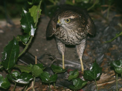 Ineens in de achtertuin een hoop kabaal en op de grond zat deze sperwer een merel? te plukken, snel camera gepakt en deze foto gemaakt