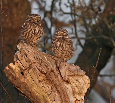 Opname van een paartje Steenuilen in een oude boomgaard. Door het late zonlicht heft de foto een wat warme kleur gekregen. Dit jaar hebben ze drie jongen groot gebracht.