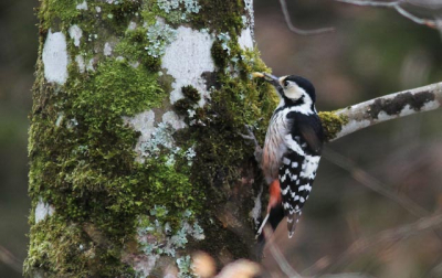 Heel de dag lopen zoeken naar fotogenieke spechten in het bos. Toen ik in mijn wagen zat, alle slechte foto's te deleten uit mijn camera, hoorde ik deze zeer dichtbij eenmalig roepen. Uitgestapt, en daar zat de vogel, op de dichtstbijzijnde boom. Jammer van de takjes. Toch voldoening aan deze foto.