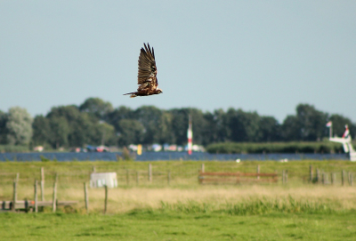 De wandeling door de polder met een schitterend uitzicht op de Kagerplassen kwam tot een hoogtepunt toen deze Bruine Kiekendief in beeld kwam.