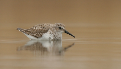 Ik kon deze Bonte Strandloper te wel enkele meters benaderen. Hij/Zij heeft er wel 1 uur gezeten.
Ik ben benieuwd wat jullie ervan vinden.