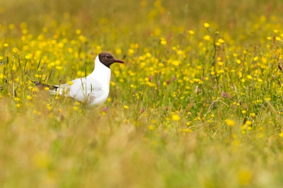 Een heerlijke dag op Texel, eerst de kleine kokmeeuw getwitcht daarna genoten van al dat andere moois, het zonnetje werkte ook aardig mee bij deze kokmeeuw