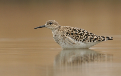 Net als de Bonte strandloper die ik gisteren gepload heb kwam ook deze Kemphaan zeer kortbij.
Ik ben benieuwd wat jullie ervan vinden.