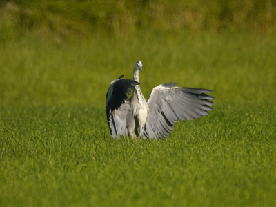 blauwe reiger in het ochtendzonnetje , duidelijk aan het genieten van de eerste warmte na een regenbui