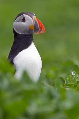 Dit was de eerste dag op de Farne eilanden afgelopen juni en daar heb ik deze Papegaaiduiker nabij zijn holletjes kunnen maken in zijn natuurlijke omgeving. Ik wilde deze plaatsen omdat ik afgelopen weekend op de Birdfair was en zag daar het nieuwe magazine van Jan Vermeer en ik dacht dat is toch wel gaaf zo een Papegaaiduiker.