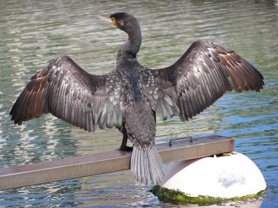 Een paar dagen later dan de vorige foto van een Aalscholver zat er een wat jonger exemplaar zijn vleugels te drogen op een vingerpiertje. Ik kon geen foto van de voorkant maken want deze piertjes staan schuin.
De witte drijver vind ik wel storend, maar kon die niet buiten beeld houden.