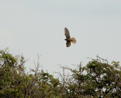 Tijdens een wandeling door de duinen zat deze Torenvalk in de boomtop. Toen ik langzaam naar hem toesloop besloot ie dat ik dichtbij genoeg kwam en vloog ie er vandoor.