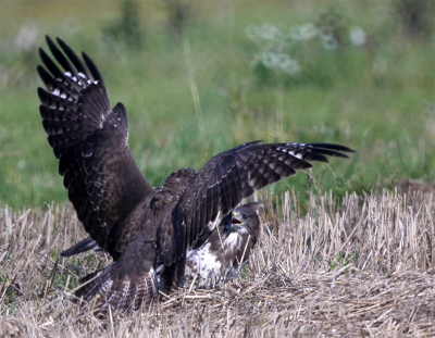 Ik was een foto aan het nemen van een jonge buizerd die net een prooi had gevangen, op dat moment kwam net een rivaal.